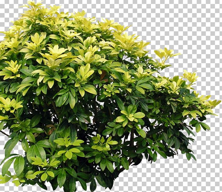 Shrub Tree Plant Branch PNG, Clipart, Box, Branch, Chomikujpl, Evergreen, Flower Free PNG Download