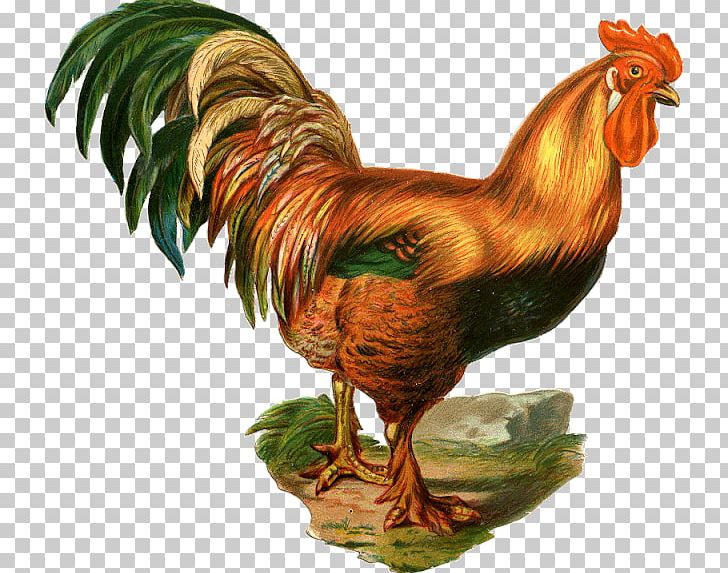 Silkie Dorking Chicken Rooster Chicken Meat PNG, Clipart, Beak, Bird, Chicken, Chicken Meat, Dorking Chicken Free PNG Download