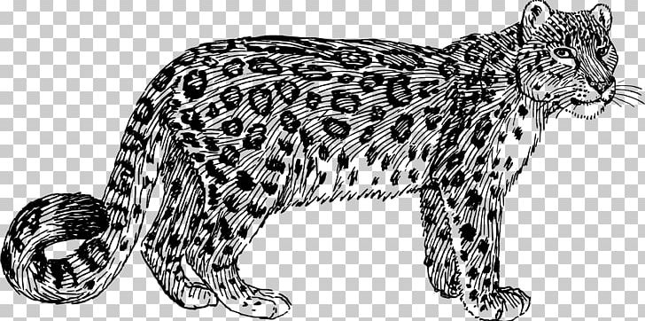 Snow Leopard Felidae Tiger PNG, Clipart, Animal Figure, Animals, Big Cats, Black And White, Carnivoran Free PNG Download