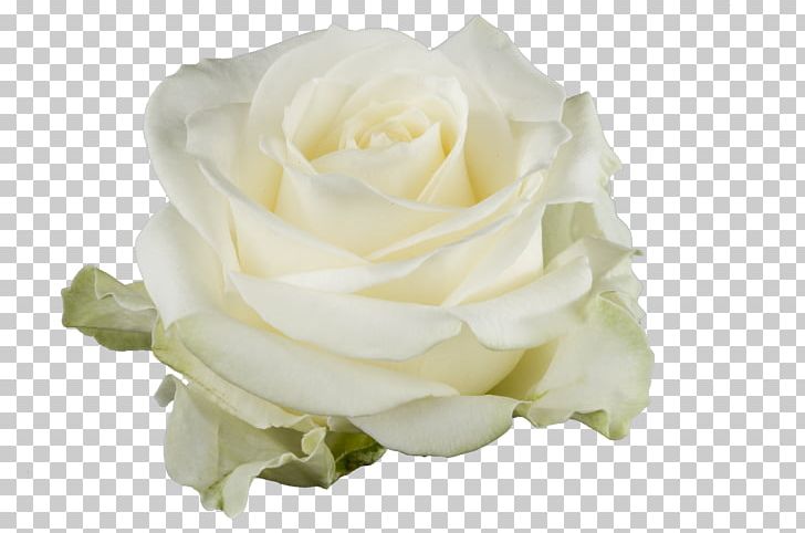 Welp Garden Roses White Cut Flowers Floristry PNG, Clipart, Blue Rose MO-13