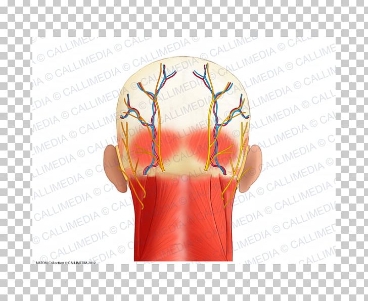 Muscle Head Anatomy Posterior Triangle Of The Neck PNG, Clipart, Anatomy, Arm, Blood, Blood Vessel, Finger Free PNG Download