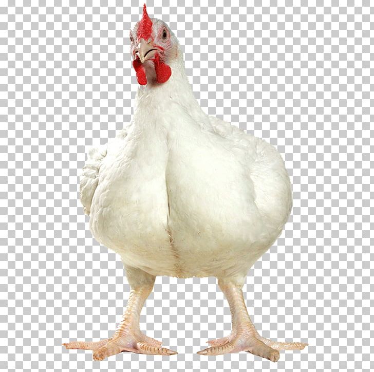 Cornish Chicken Broiler Poultry Farming Egg PNG, Clipart, Beak, Bird, Chicken, Chicken As Food, Ducks Geese And Swans Free PNG Download