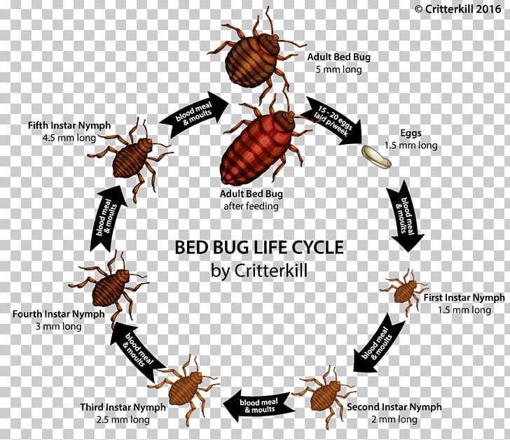 Insect Bed Bug Bite True Bugs PNG, Clipart, Animals, Arthropod, Bed, Bed Bug, Biology Free PNG Download
