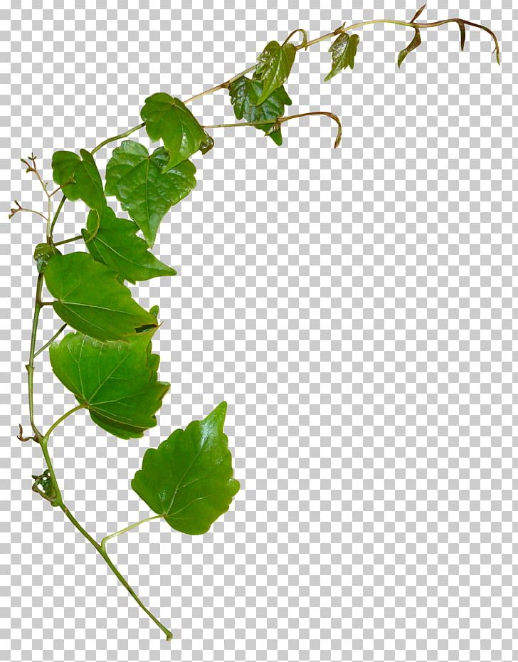 Leaf Plant Stem PNG, Clipart, Branch, Computer Icons, Flora, Flowering Plant, Grapevine Family Free PNG Download
