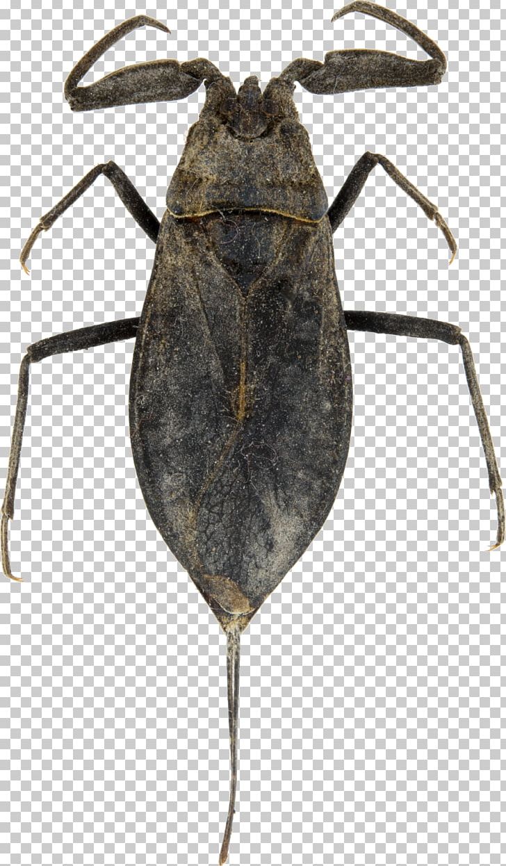 Belostomatidae Weevil Nepidae Nepa Cinerea Animal PNG, Clipart, Animal, Arthropod, Beetle, Belostomatidae, Insect Free PNG Download