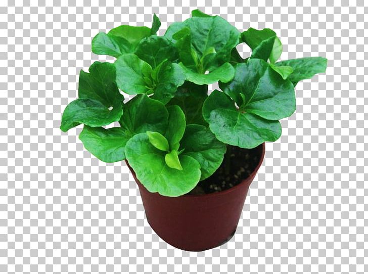 Coffee Cafe Leaf Flowerpot Coffea PNG, Clipart, Bonsai, Breeding, Cafe, Christmas Tree, Coffea Free PNG Download