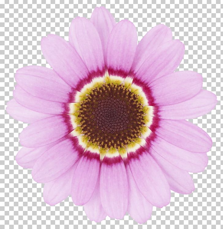 Flower Transvaal Daisy Chrysanthemum Common Daisy Argyranthemum Frutescens PNG, Clipart, Annual Plant, Argyranthemum, Aster, Chrysanthemum, Chrysanths Free PNG Download
