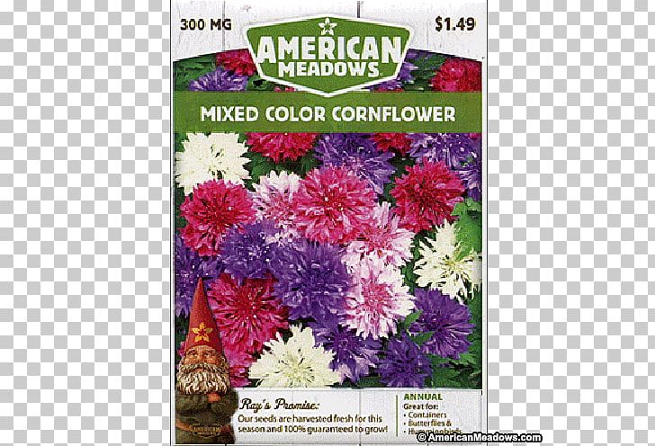 Cut Flowers Chrysanthemum Family Groundcover Shrub PNG, Clipart, American Meadows, Annual Plant, Aster, Chrysanthemum, Chrysanths Free PNG Download