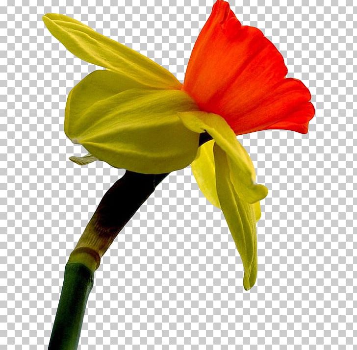 Daffodil Canada Flower Symbol Garden Roses PNG, Clipart, Amaryllis Belladonna, Amaryllis Family, Blossom, Bulb, Canada Free PNG Download