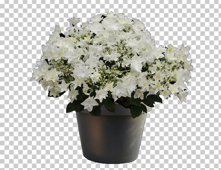 Plant White Hydrangea Cut Flowers Cook's Garden Centre PNG, Clipart, Blue, Color, Cooks Garden Centre, Cut Flowers, Flower Free PNG Download
