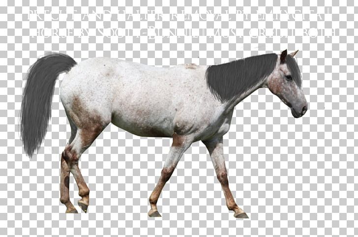 Mare Appaloosa Andalusian Horse Mustang Arabian Horse PNG, Clipart, Andalusian Horse, Animal Figure, Appaloosa, Arabian Horse, At Resimleri Free PNG Download