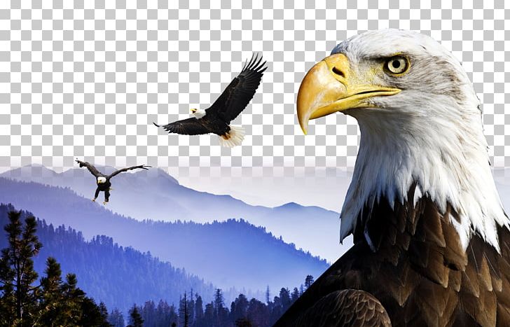 Sequoia National Park China Bhutan Boxer Rebellion PNG, Clipart, Angel Wing, Bald Eagle, Bird, Chicken Wings, China Free PNG Download