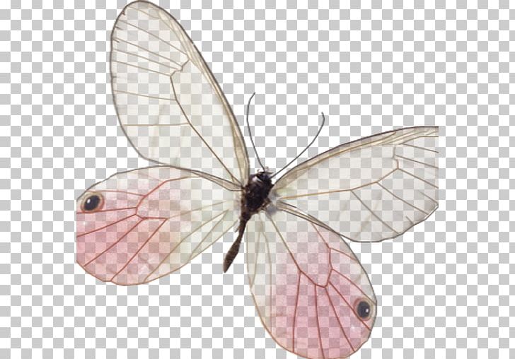 Butterfly Insect Wing Moth PNG, Clipart,  Free PNG Download