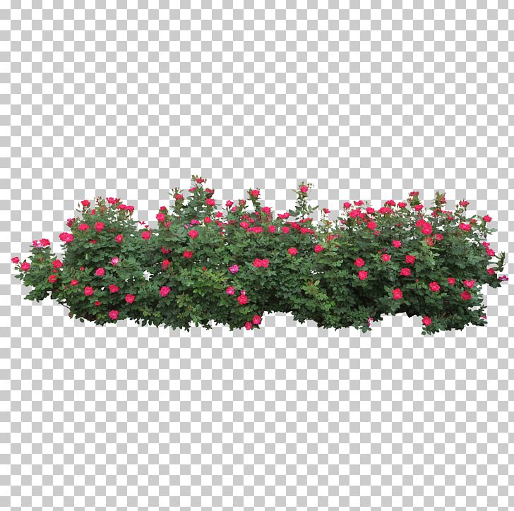 Centifolia Roses Shrub Tree PNG, Clipart, Annual Plant, Bushes, Centifolia Roses, Clip Art, Computer Icons Free PNG Download