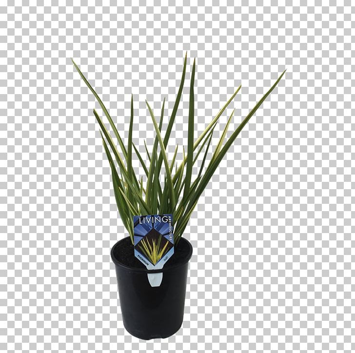 Grasses Herb PNG, Clipart, Duet, Flowerpot, Grass, Grasses, Grass Family Free PNG Download