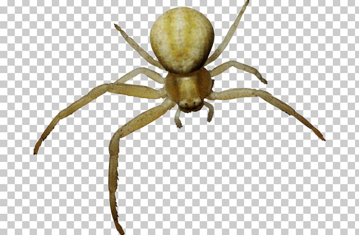 Spider Computer Icons PNG, Clipart, Ant, Arachnid, Araneus, Araneus Cavaticus, Image File Formats Free PNG Download