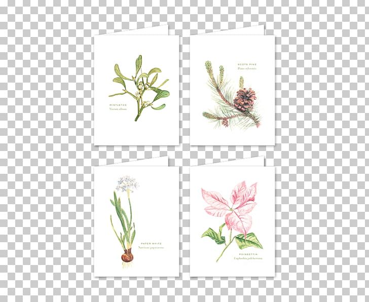 Floral Design Botany Cut Flowers Christmas Plant Stem PNG, Clipart, Botany, Christmas, Cut Flowers, Envelope, Flora Free PNG Download