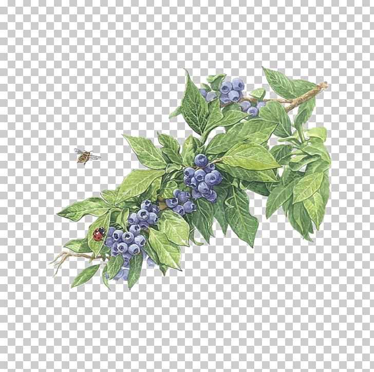Free Blueberry Color Of Lead Paint To Pull Material PNG, Clipart, Art, Color, Color Of Lead, Color Pencil, Color Smoke Free PNG Download