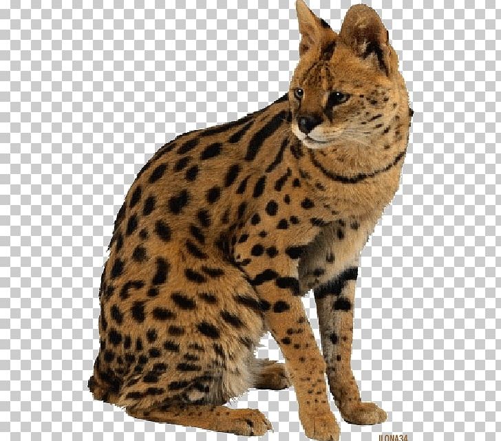 Leopard Cat Tiger Giraffe Savannah Cat PNG, Clipart, Animal, Animals, Carnivoran, Cat Like Mammal, Fauna Free PNG Download