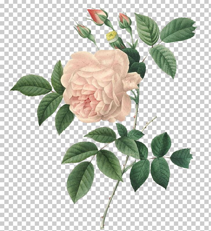 Pierre-Joseph Redouté (1759-1840) Choix Des Plus Belles Fleurs Rose Painting PNG, Clipart, Branch, Choix Des Plus Belles Fleurs, Cut Flowers, Floribunda, Flower Free PNG Download