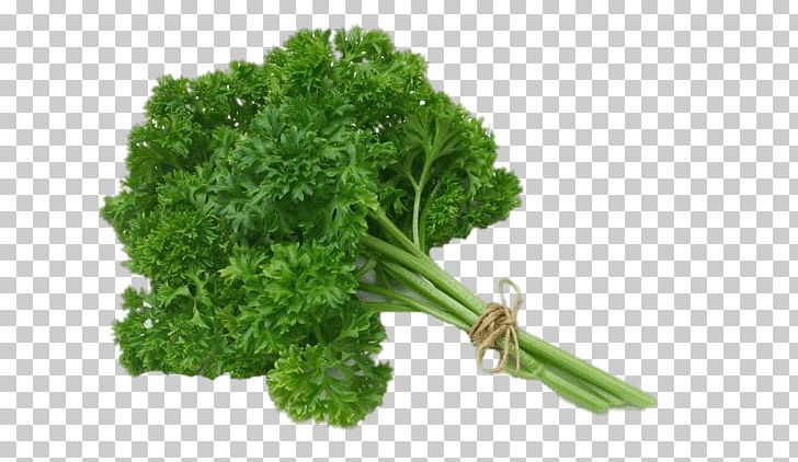 Herb Vegetable Food Coriander PNG, Clipart, Apiales, Broccoli, Can, Celery, Chives Free PNG Download