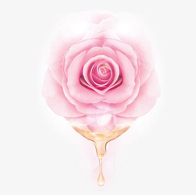 Pink Rose Essential Oil PNG, Clipart, Beauty, Drop, Essential, Essential Clipart, Essential Clipart Free PNG Download