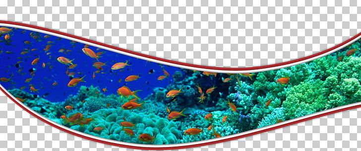 Rainbow Reef Aoyagi Masaharu Coral Reef Fish PNG, Clipart, Aqua, Art, Blue, Cherne Altovise, Coral Free PNG Download
