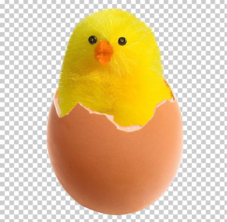 Chicken Fried Egg PNG, Clipart, Animals, Beak, Bird, Chicken, Chicken Egg Free PNG Download