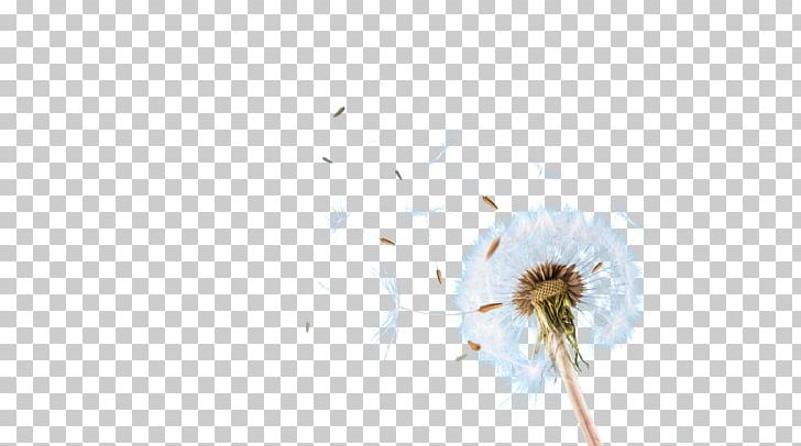 Computer Pattern PNG, Clipart, Black Dandelion, Computer, Computer Wallpaper, Dandelion, Dandelion Flower Free PNG Download