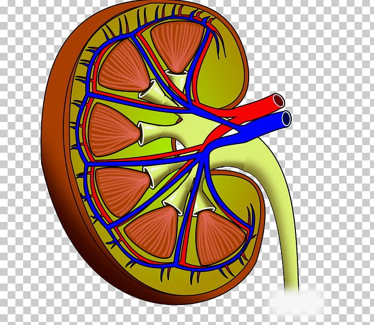 Kidney Stone Chronic Kidney Disease Calculus PNG, Clipart, Blood, Calculus, Chronic Kidney Disease, Circle, Cure Free PNG Download
