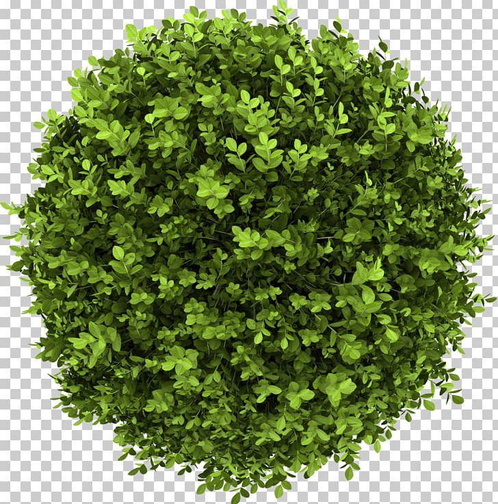 Buxus Sempervirens Shrub Stock Photography Tree PNG, Clipart, Box, Buxus Sempervirens, Depositphotos, Dwarf, Evergreen Free PNG Download
