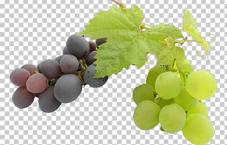 Common Grape Vine Grape Seed Oil Fruit PNG, Clipart, Almond Oil, Black Grapes, Decoration, Food, Fruit Nut Free PNG Download