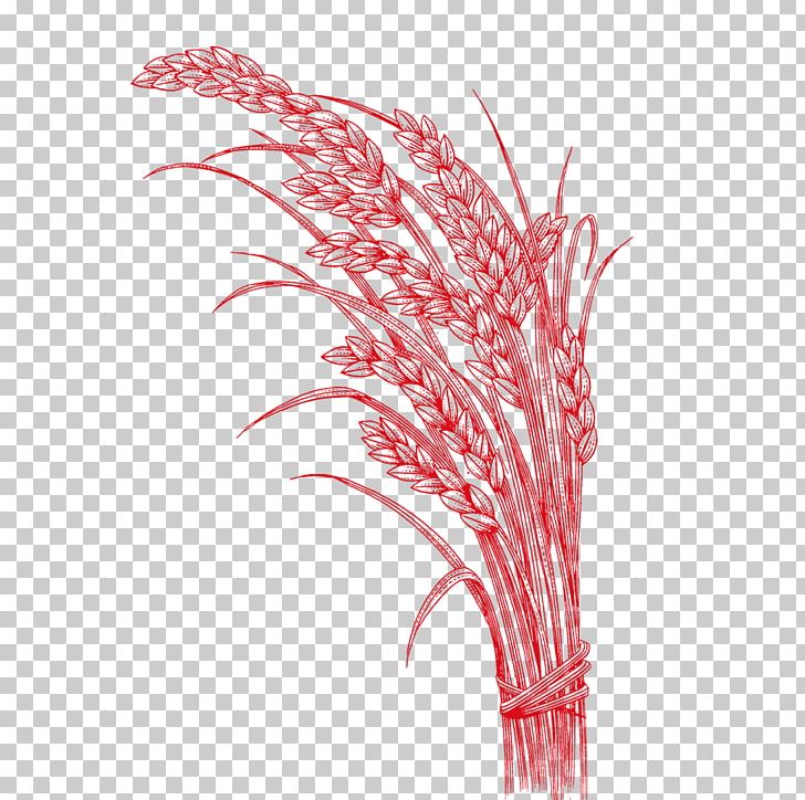 Rice Oryza Sativa PNG, Clipart, Adobe Illustrator, Aromatic Rice, Cartoon Wheat, Cereal, Feather Free PNG Download