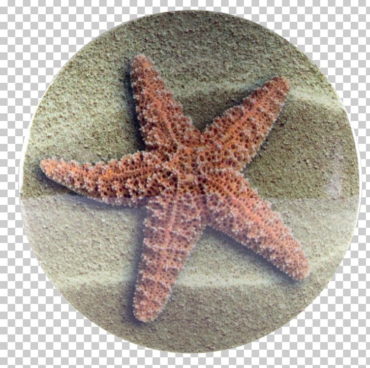 Starfish Echinoderm Door Stops Plug Paperweight PNG, Clipart, Animals, Door Stops, Echinoderm, Everyday Life, Invertebrate Free PNG Download