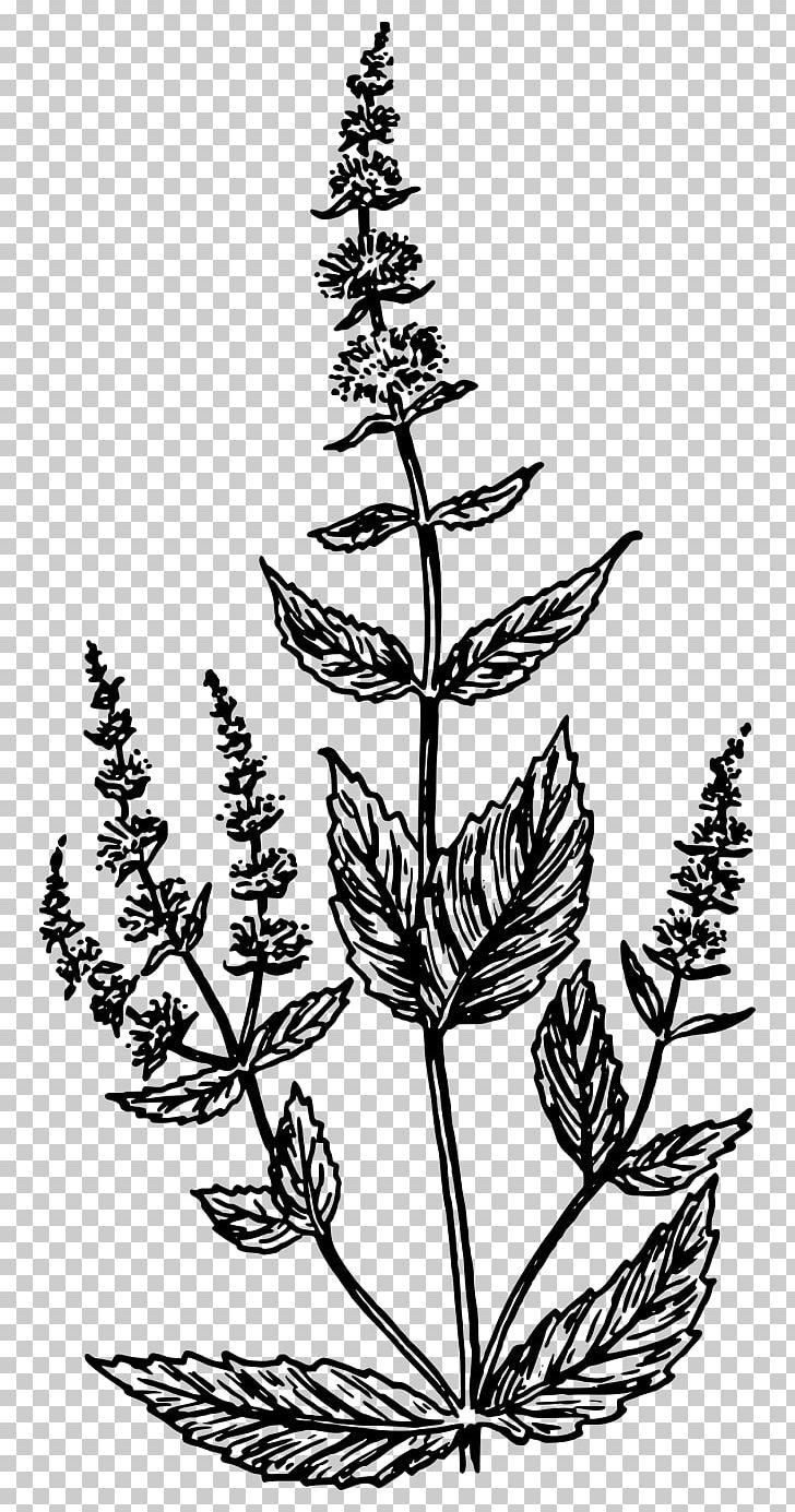 Computer Icons Mentha Spicata Drawing PNG, Clipart, Avatan, Avatan Plus, Black And White, Branch, Coloring Book Free PNG Download