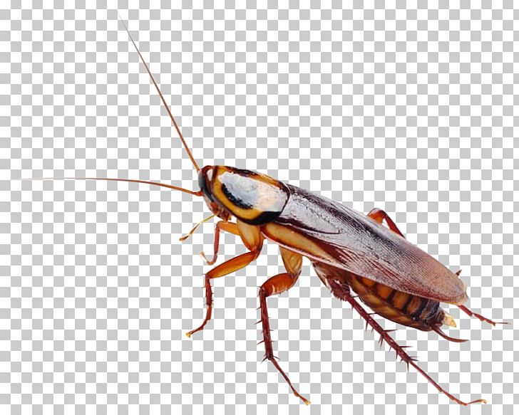 Massachusetts Cockroach Insect Rat Pest Control PNG, Clipart, Animals, Arthropod, Bed Bug, Bird Control, Cockroach Free PNG Download