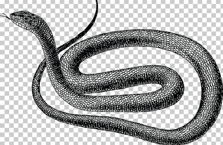 Snake Vipers Drawing PNG, Clipart, Anaconda, Animals, Black And White, Black Rat Snake, Boas Free PNG Download