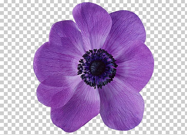 Anemone Flower Petal Violet Desktop PNG, Clipart, Anemone, Annual Plant, Color, Desktop Wallpaper, Flower Free PNG Download