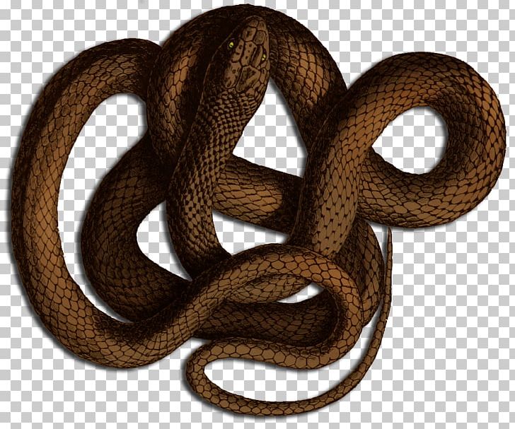 Boa Constrictor Kingsnakes Dungeons & Dragons Roll20 PNG, Clipart, Animals, Boa Constrictor, Boas, Colubridae, Colubrid Snakes Free PNG Download