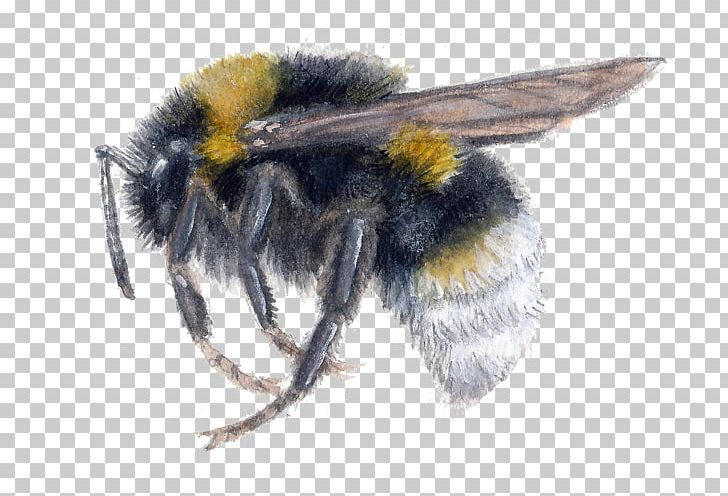 Honey Bee Bombus Vestalis Bumblebee Bombus Bohemicus PNG, Clipart, Arthropod, Bee, Behance, Bombus Barbutellus, Bombus Bohemicus Free PNG Download