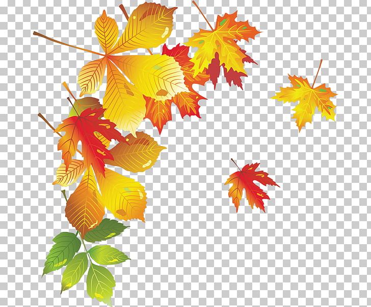 Maple Leaf Krasnogvardeysky District PNG, Clipart, Autumn, Branch, Branching, Class, Deciduous Free PNG Download