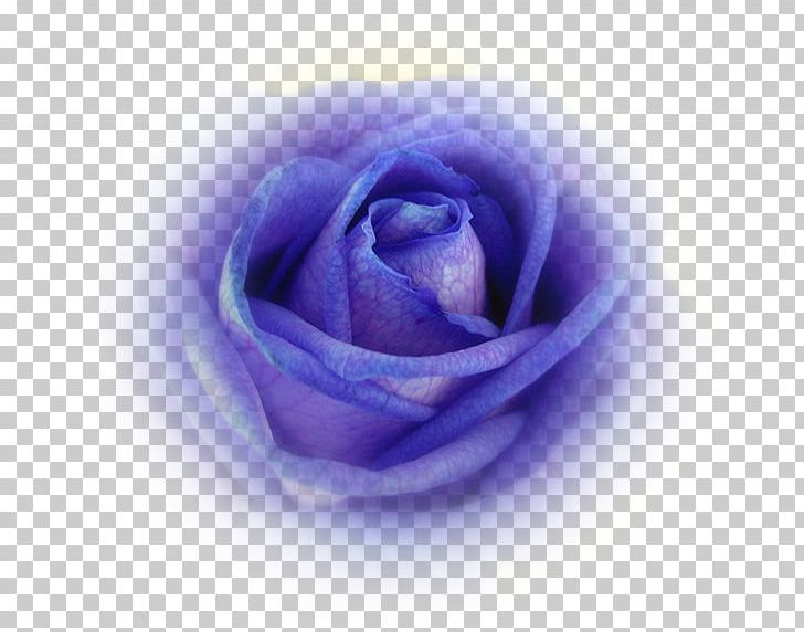 Blue Rose Cabbage Rose Garden Roses Petal PNG, Clipart, Blue, Blue Rose, Bon, Closeup, Cobalt Blue Free PNG Download