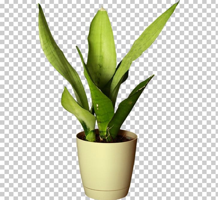 Houseplant Flowerpot Animation PNG, Clipart, Animation, Bitki Resimleri, Flower, Flowerpot, House Free PNG Download