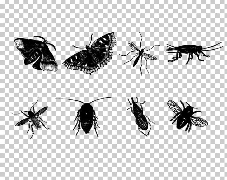 Insect Butterfly Mosquito Bee PNG, Clipart, Animals, Arrow Sketch, Arthropod, Black And White, Border Sketch Free PNG Download