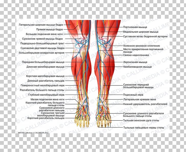 Muscular System Crus Muscle Human Anatomy PNG, Clipart, Abdomen, Anatomy, Arm, Biceps Femoris Muscle, Blood Vessel Free PNG Download