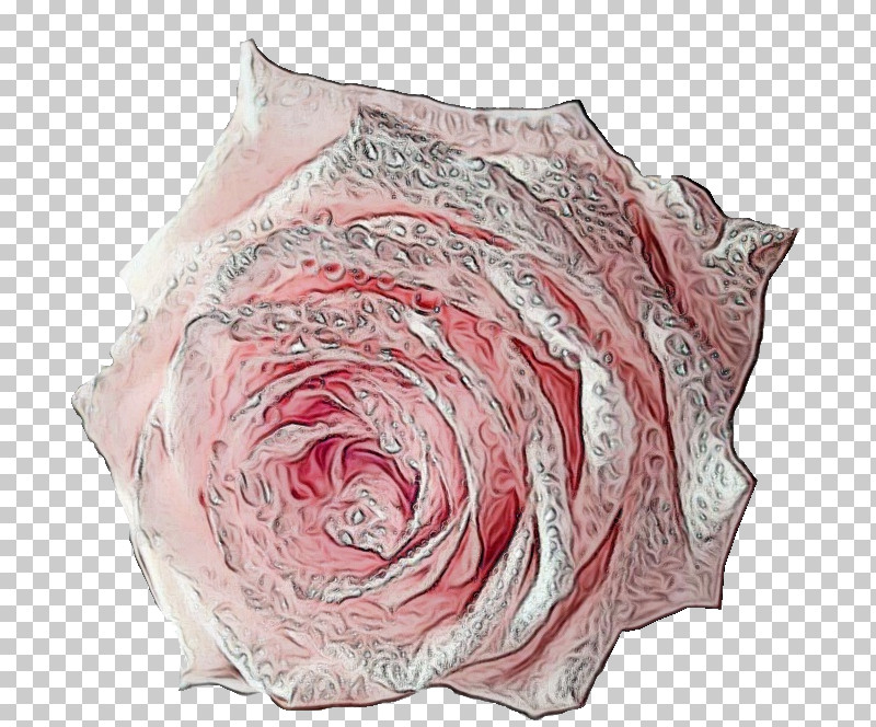 Garden Roses PNG, Clipart, Cushion, Garden, Garden Roses, Paint, Petal Free PNG Download