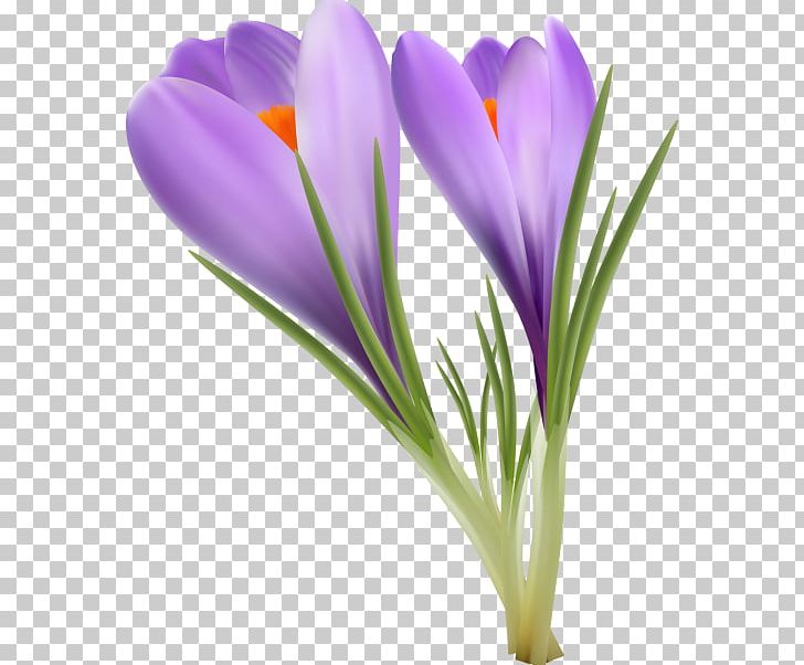 Crocus Saffron Qaen PNG, Clipart, Colchicum Autumnale, Computer Graphics, Crocus, Download, Encapsulated Postscript Free PNG Download