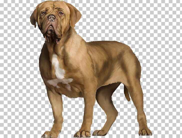 Dogue De Bordeaux Beagle Dog Breed Golden Retriever PNG, Clipart, American Kennel Club, Animal, Animals, Carnivoran, Companion Dog Free PNG Download