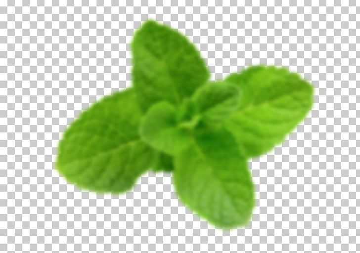 Peppermint Herb Medicinal Plants Stock Photography Mentos PNG, Clipart, Basil, Fotosearch, Herb, Leaf, Medicinal Plants Free PNG Download