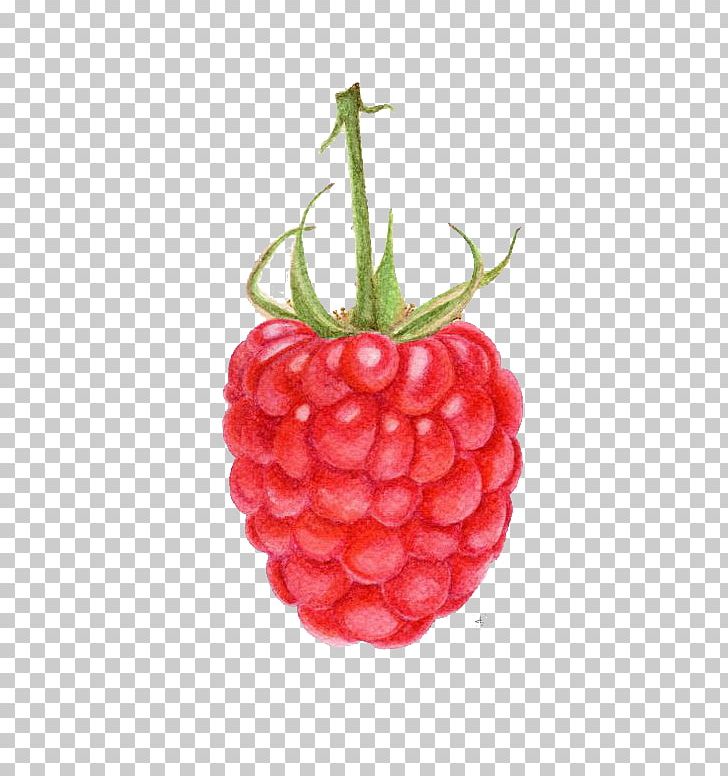 Raspberry Strawberry Fruit Drawing Watercolor Painting PNG, Clipart, Ber, Cartoon, Food, Fruit Nut, Frutti Di Bosco Free PNG Download
